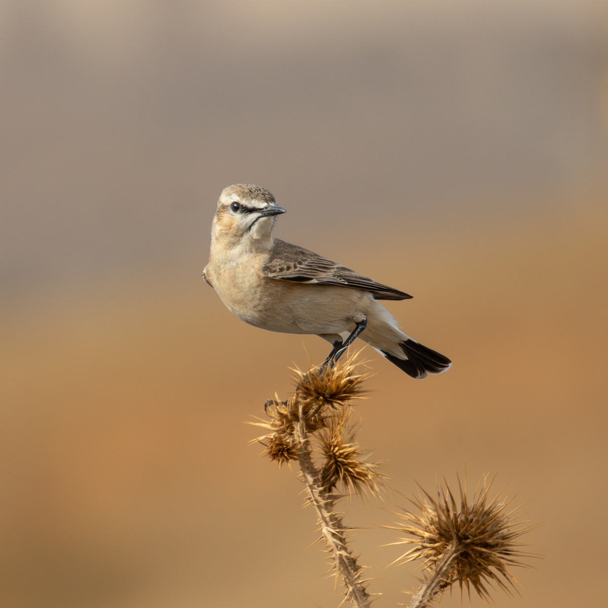 Isabellsteinschmätzer - ML644631588