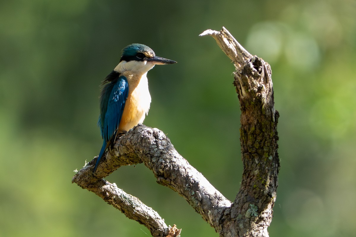 Sacred Kingfisher - ML644631590
