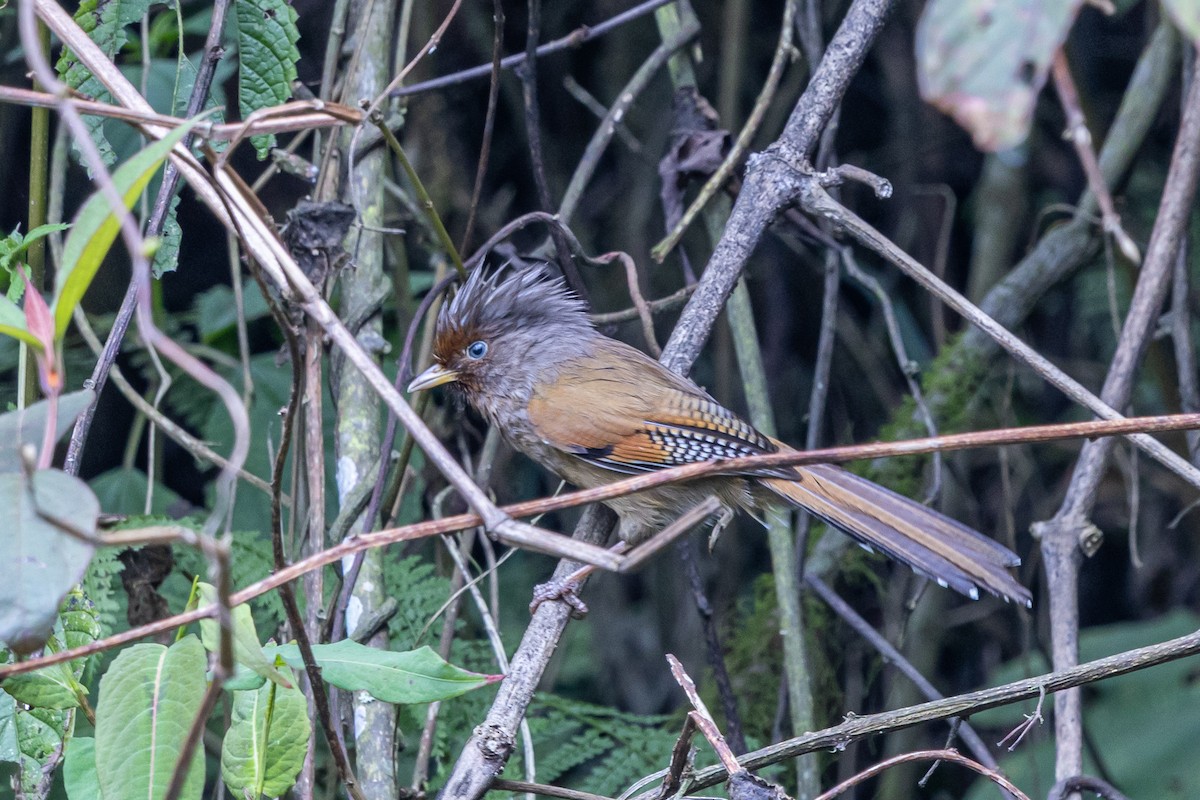 Roststirn-Meisenhäherling - ML644631591