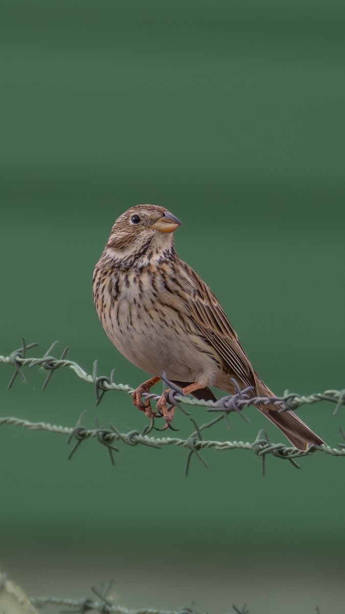 Strillozzo - ML644631594