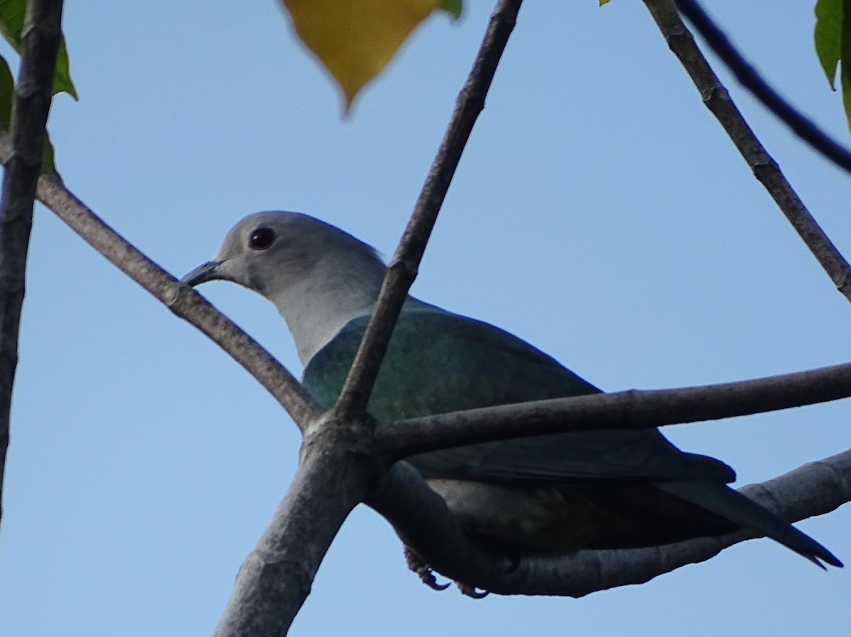 Бронзовый плодовый голубь - ML644631596