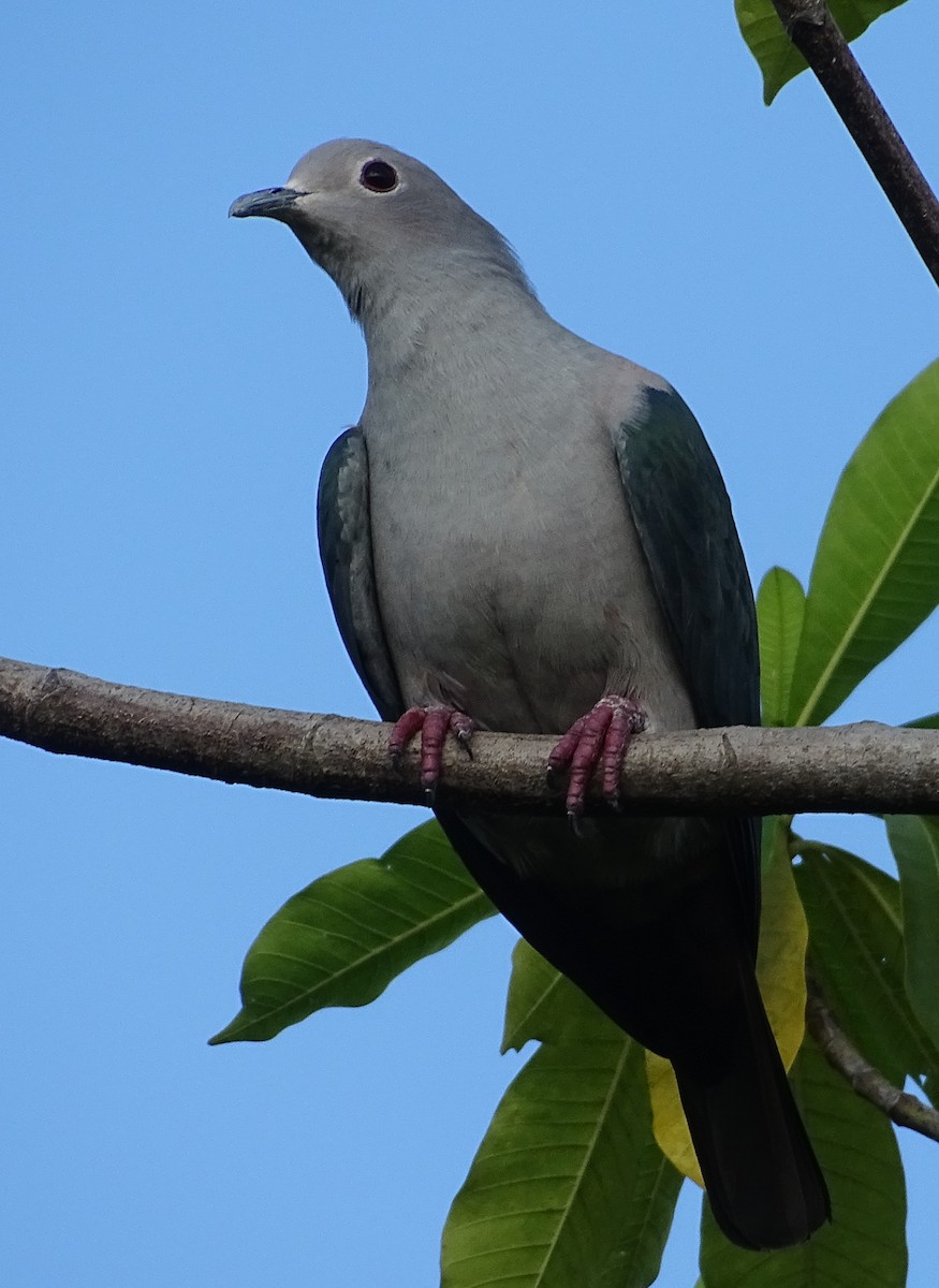 bronsekeiserdue - ML644631597