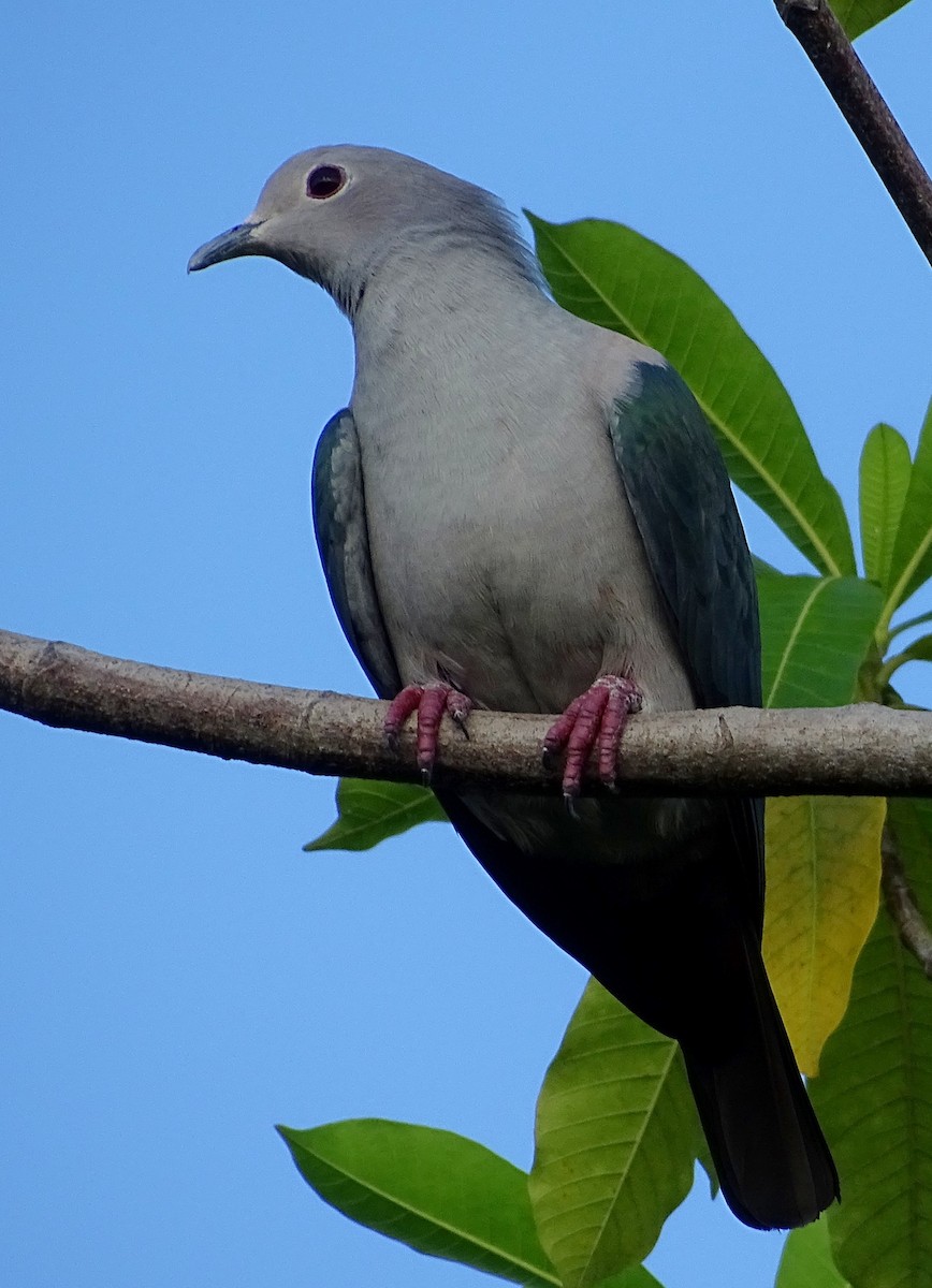 bronsekeiserdue - ML644631598