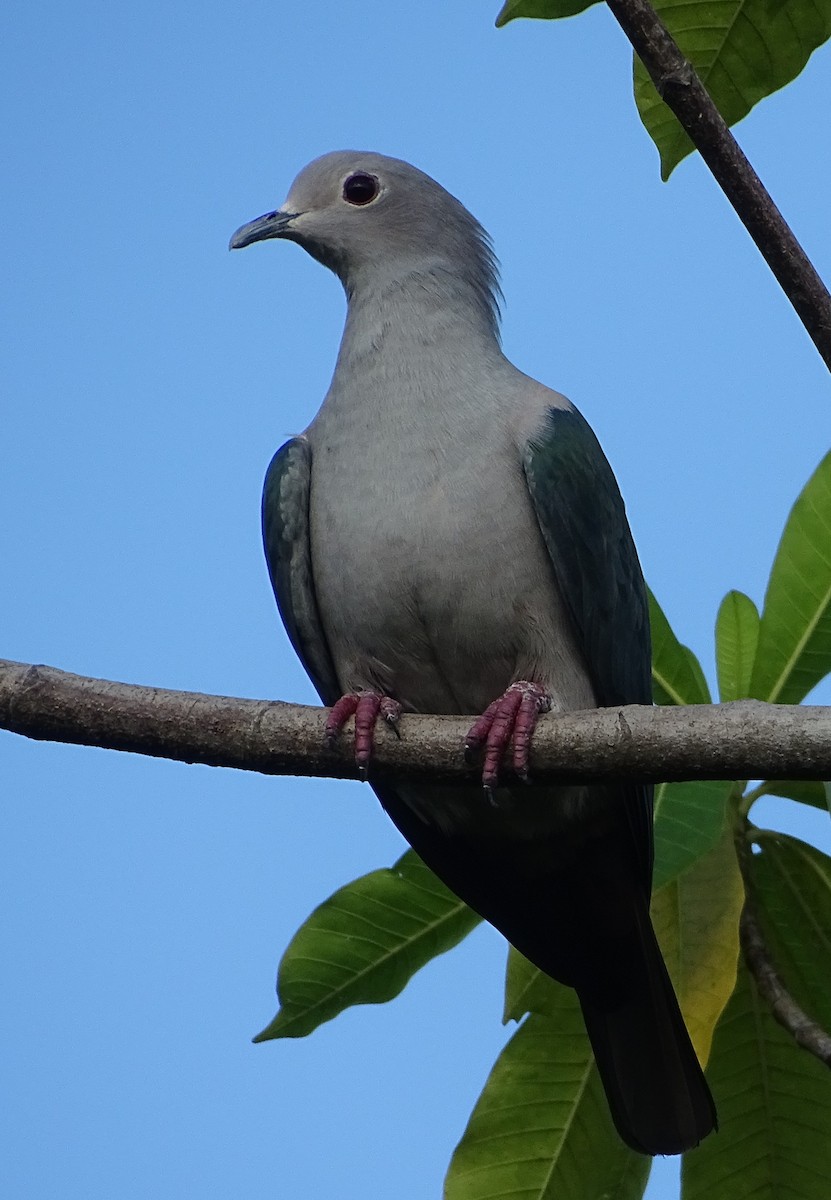 bronsekeiserdue - ML644631599