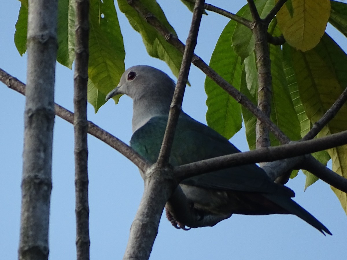 Бронзовый плодовый голубь - ML644631600