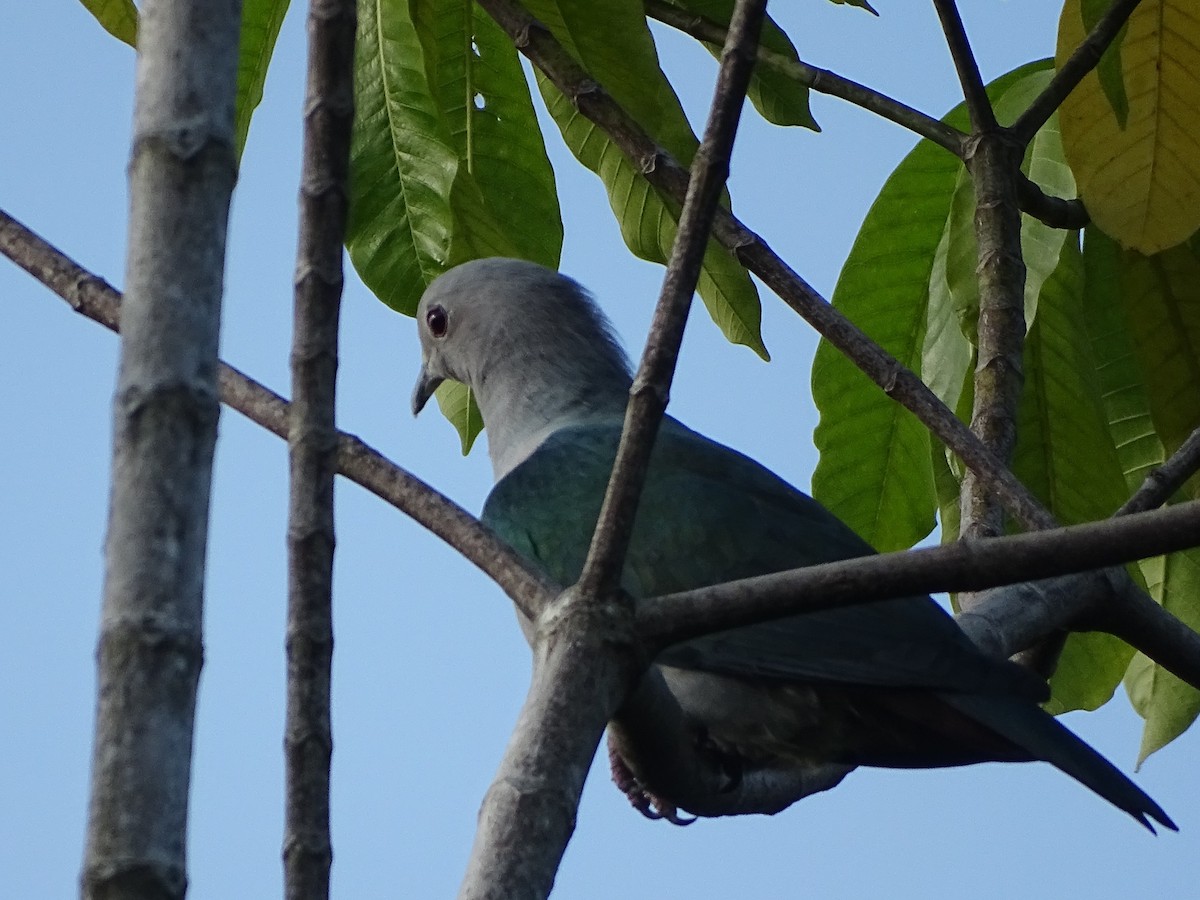 Бронзовый плодовый голубь - ML644631601