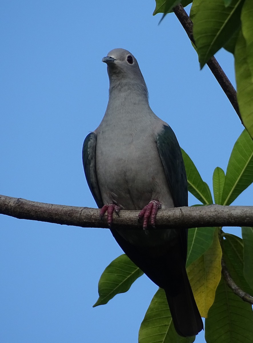 bronsekeiserdue - ML644631602