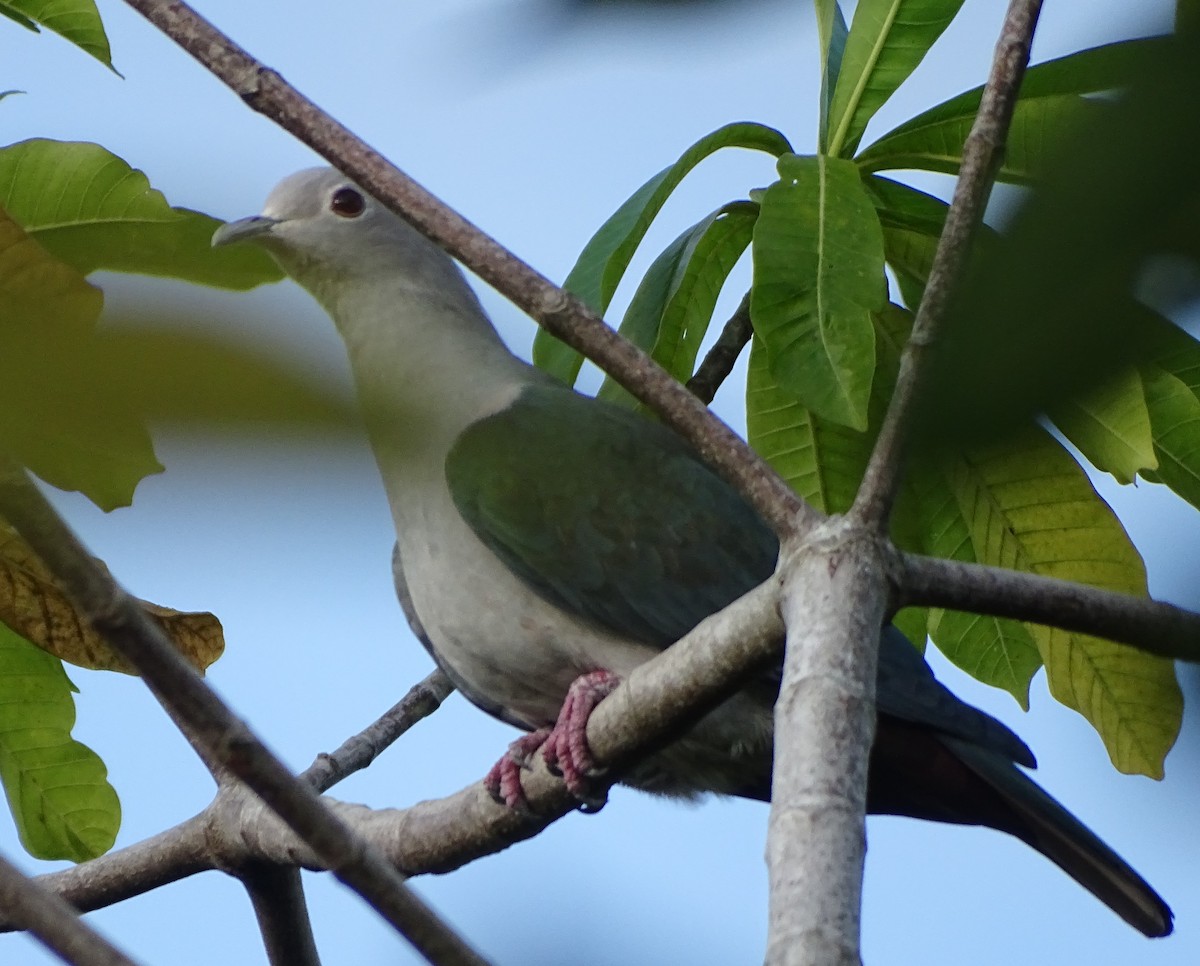 bronsekeiserdue - ML644631603