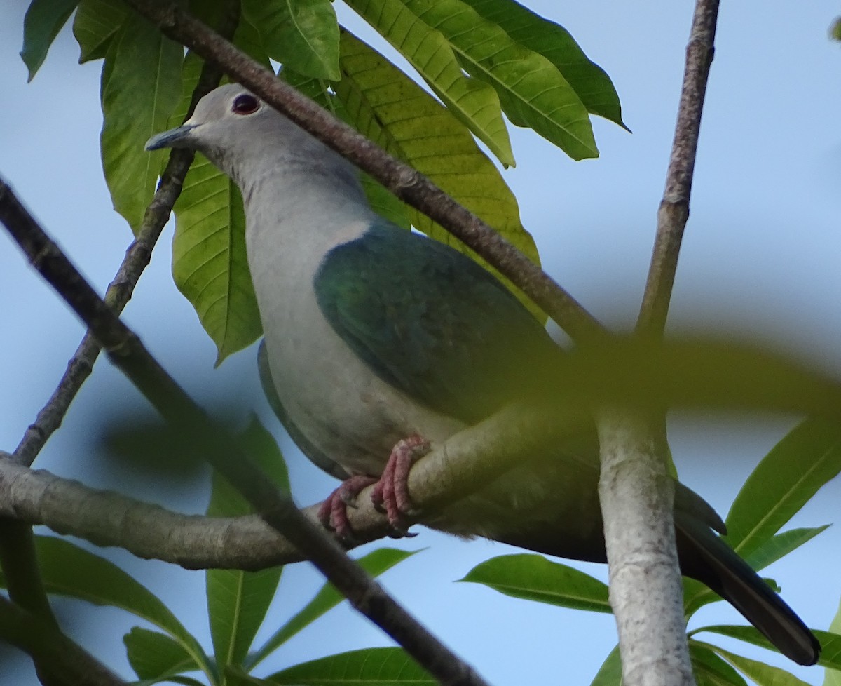 bronsekeiserdue - ML644631604