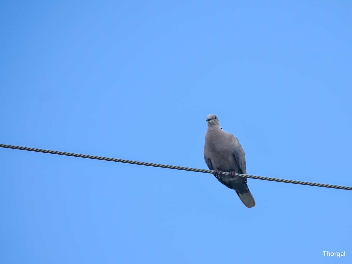 tyrkerdue - ML644631612