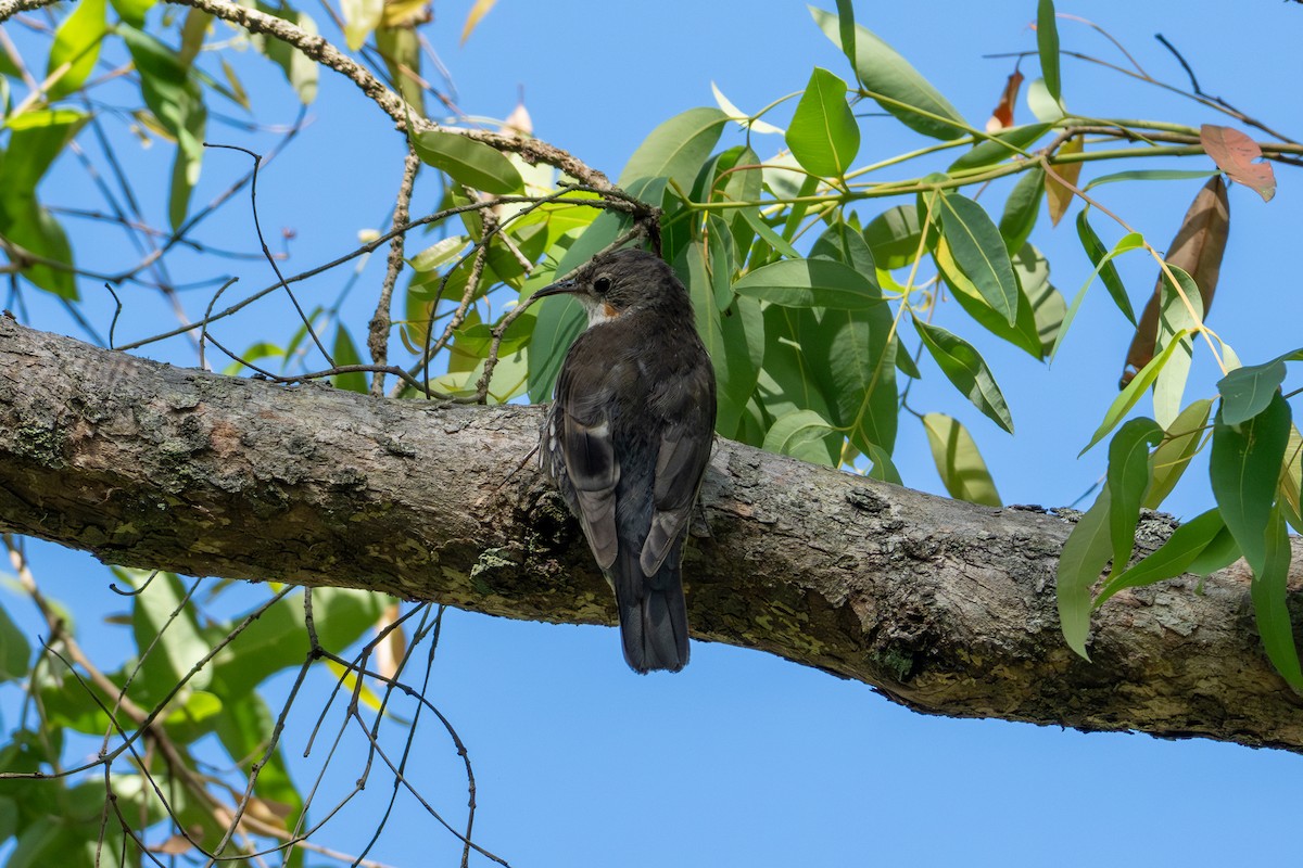 White-throated Treecreeper - ML644631614