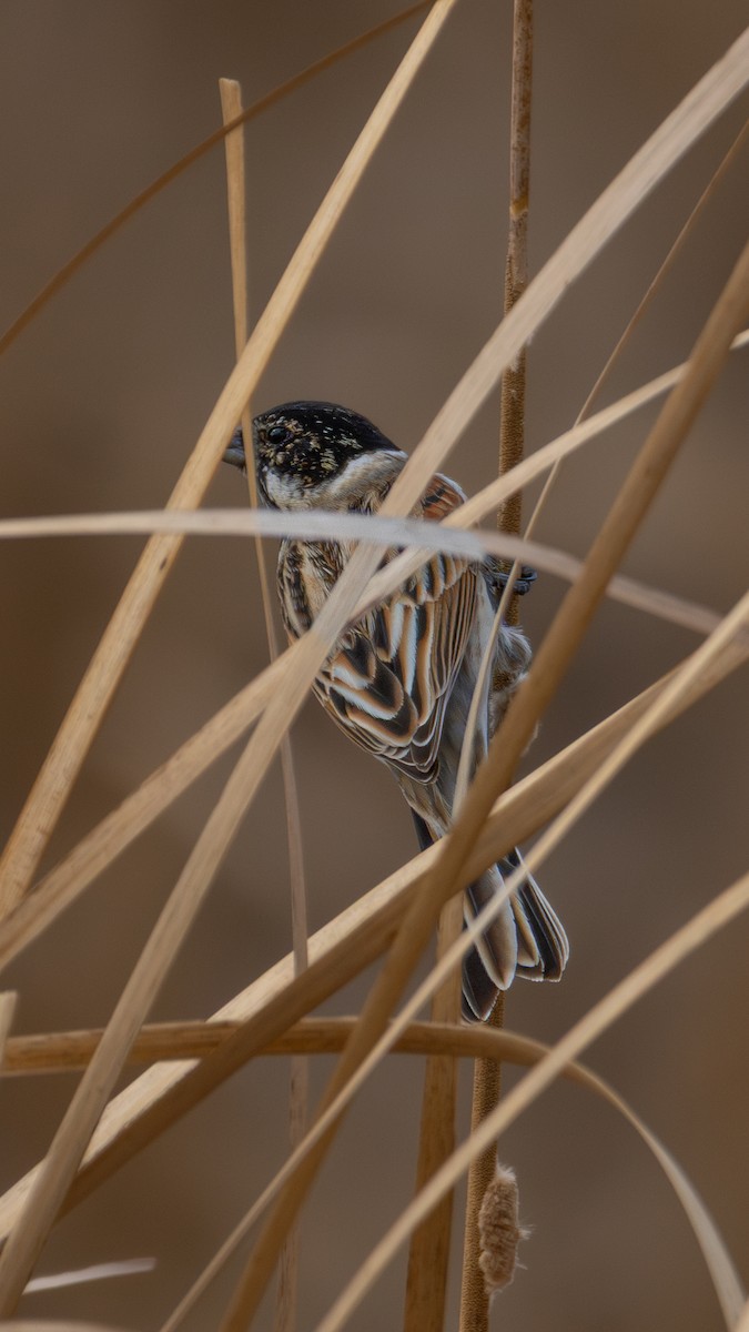 sivspurv - ML644631620