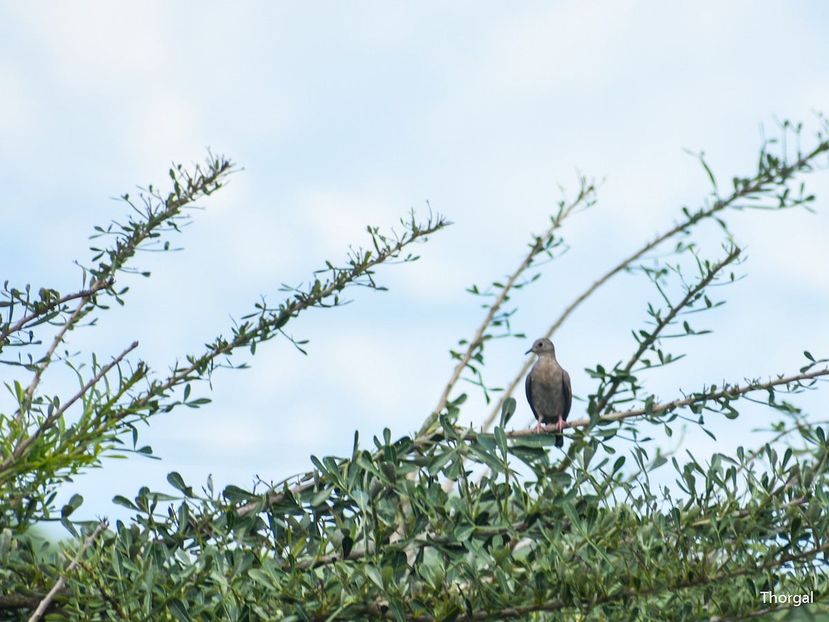 kaneldue - ML644631621