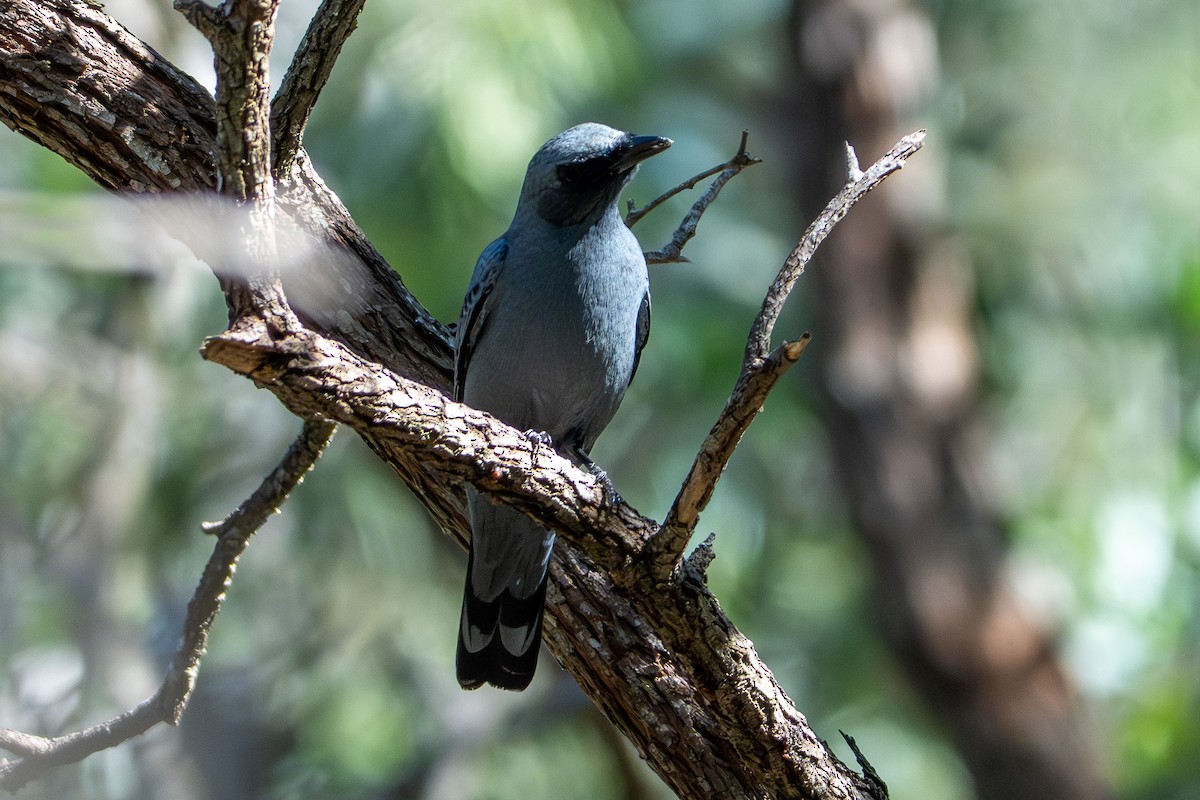 sahulsikadefugl - ML644631622