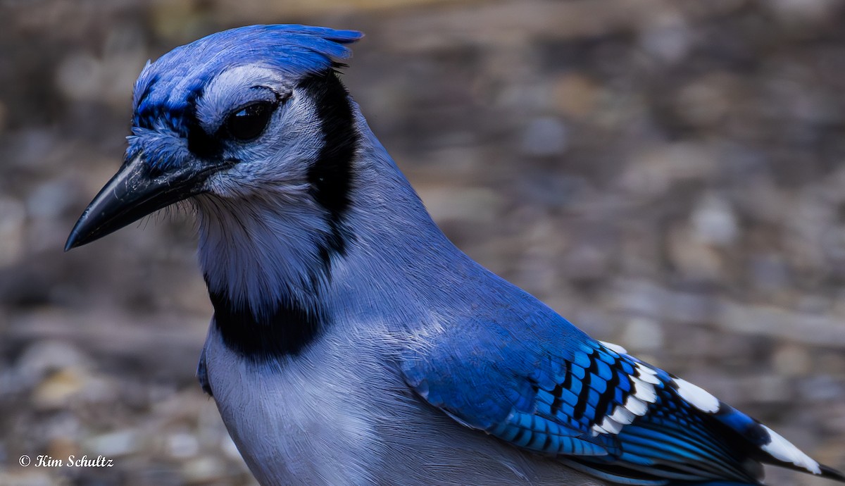 blåskrike - ML644631624