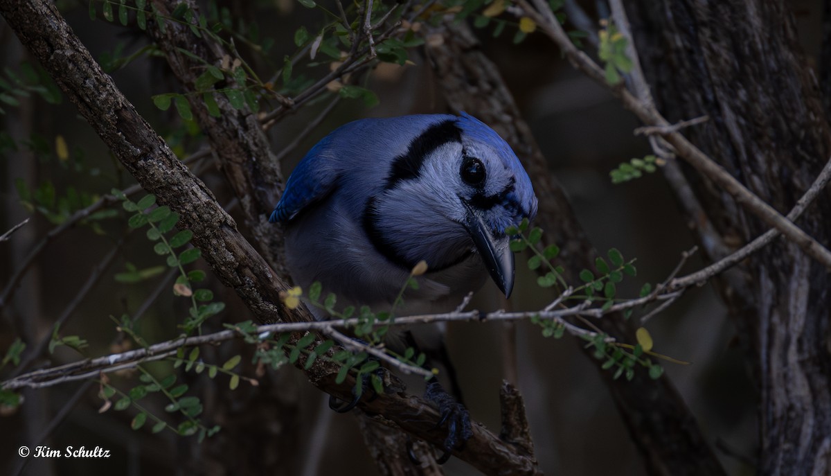 blåskrike - ML644631625