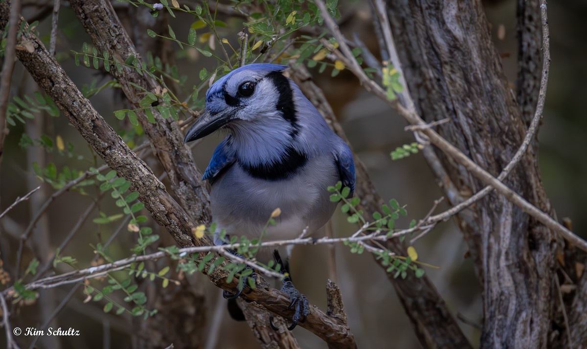 blåskrike - ML644631626