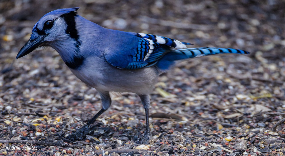 blåskrike - ML644631627