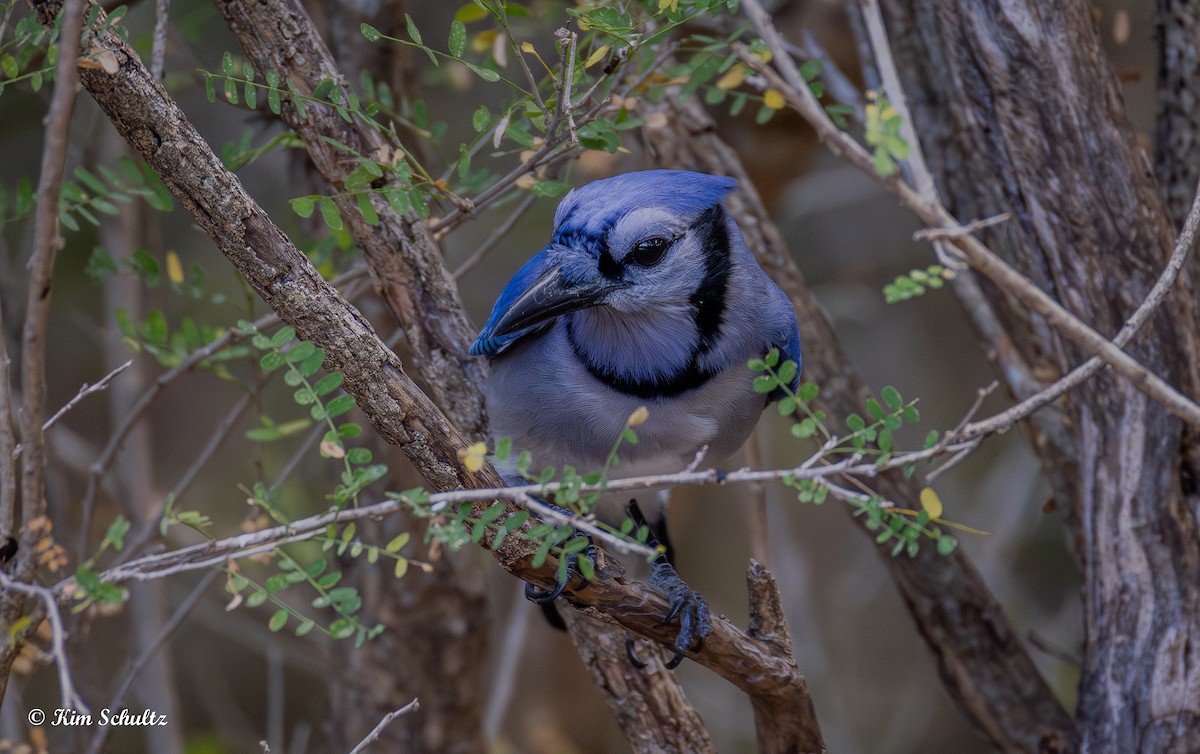 blåskrike - ML644631628