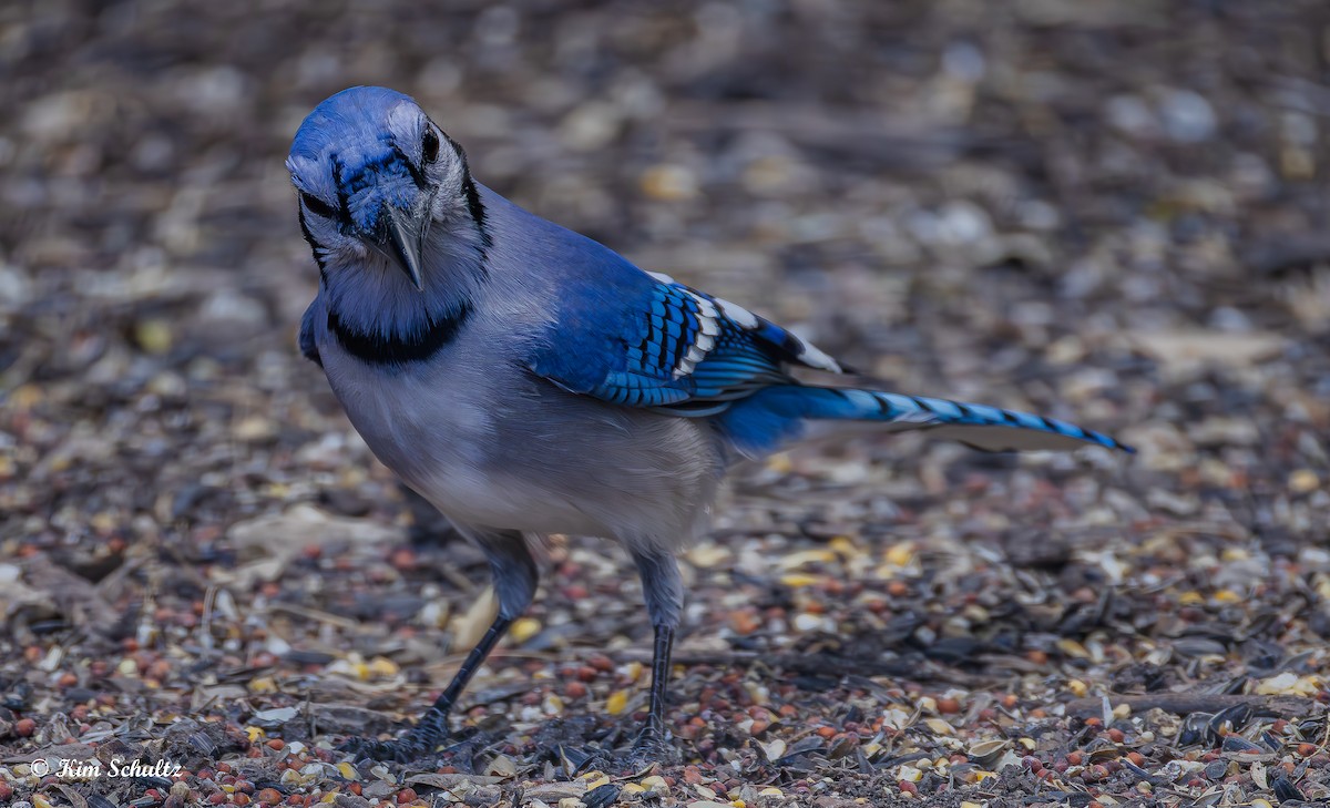 blåskrike - ML644631629