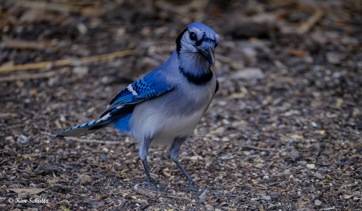 blåskrike - ML644631630