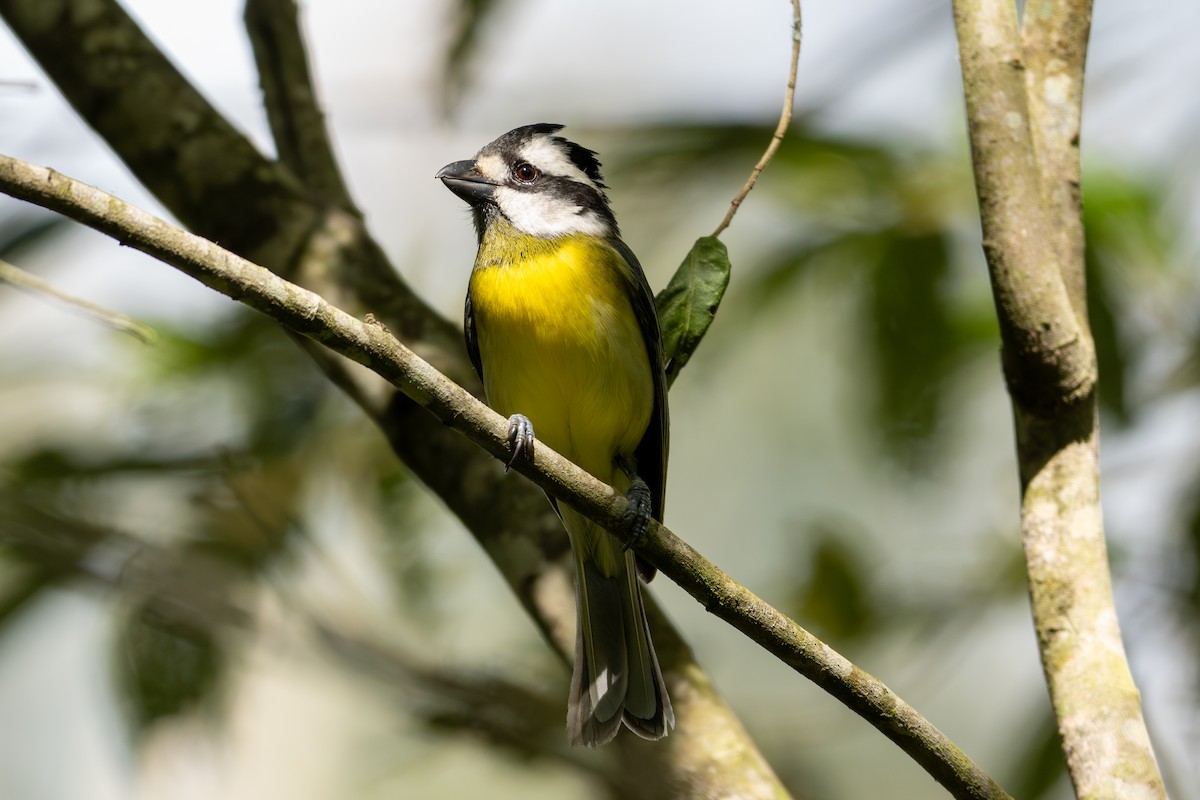 østbarkplystrer - ML644631631