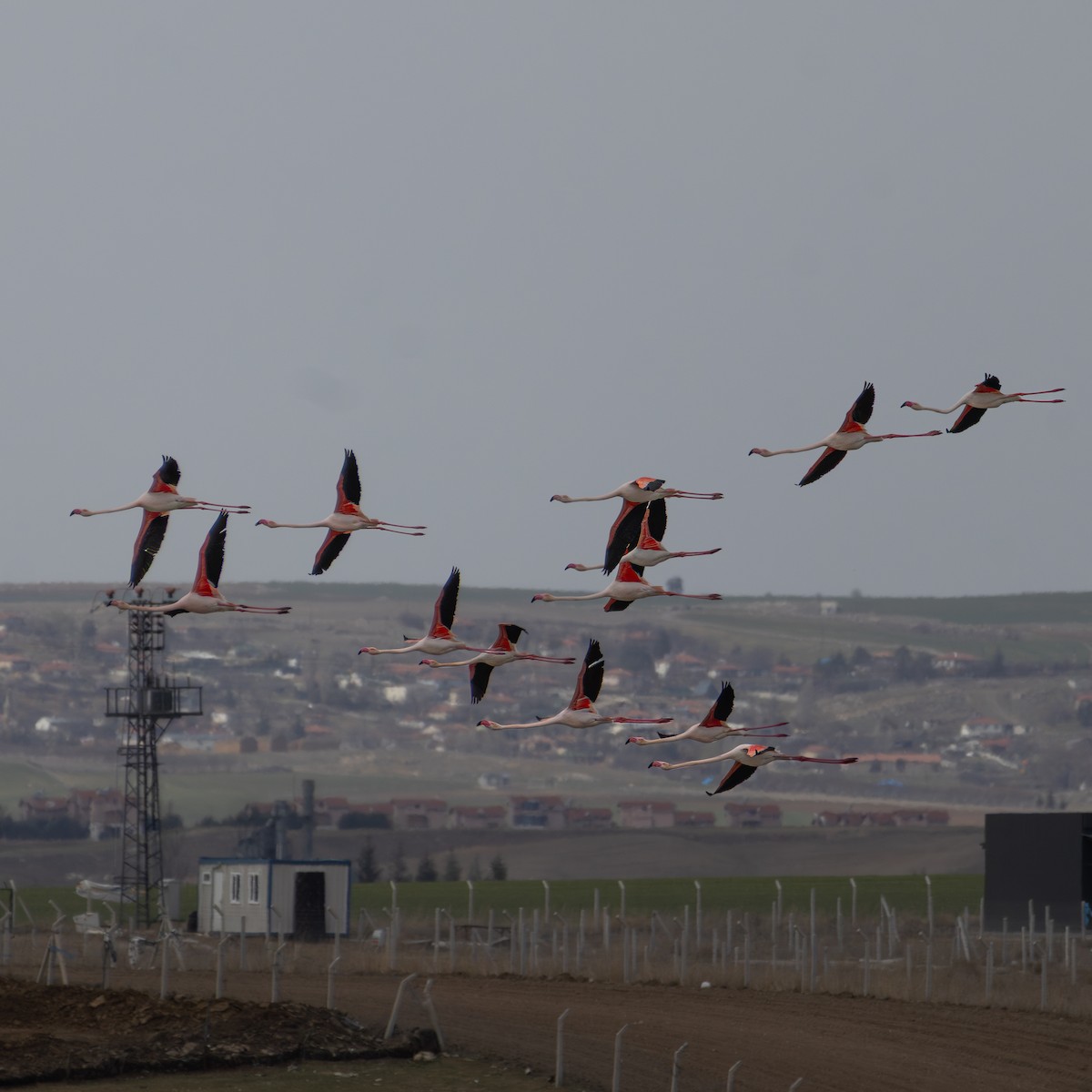 rosenflamingo - ML644631632