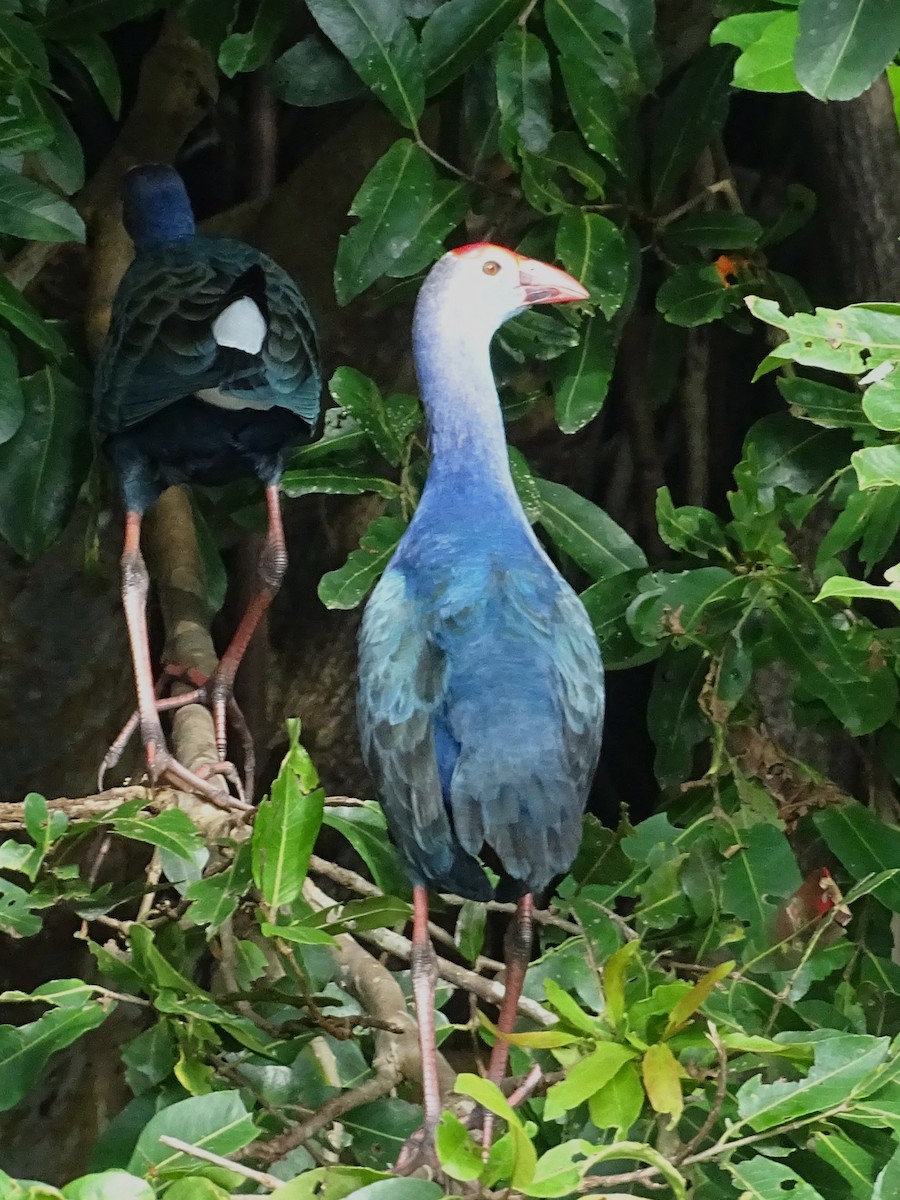 gråhodesultanhøne - ML644631634