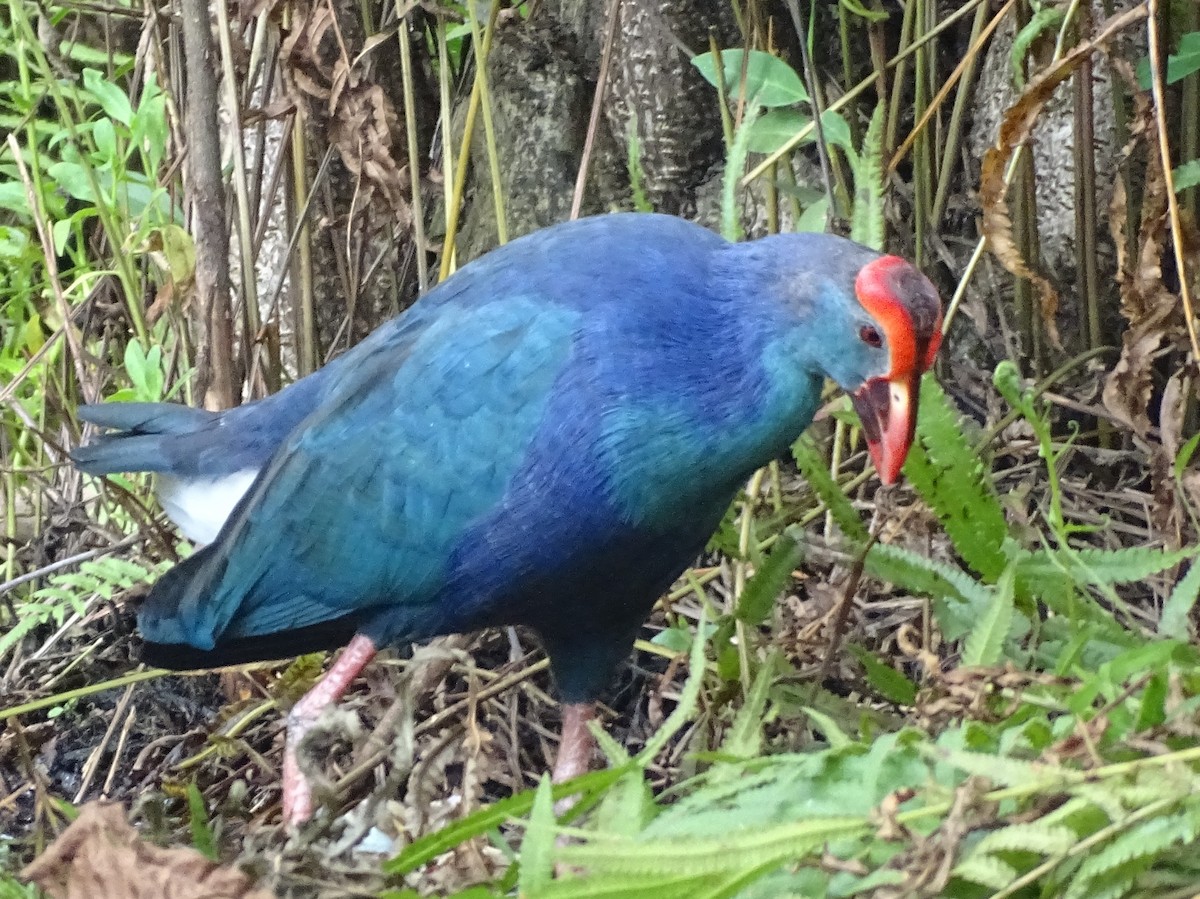 gråhodesultanhøne - ML644631637