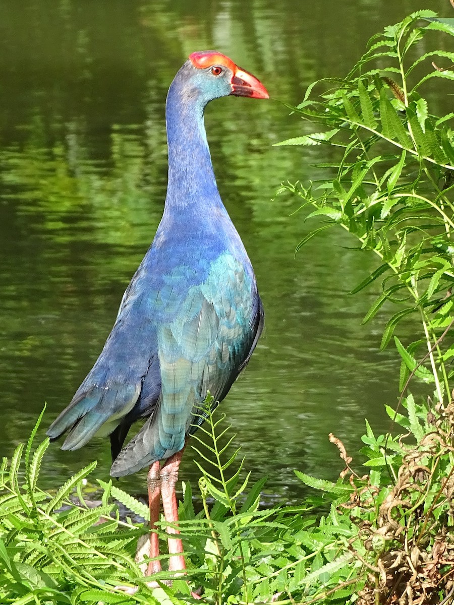 gråhodesultanhøne - ML644631638