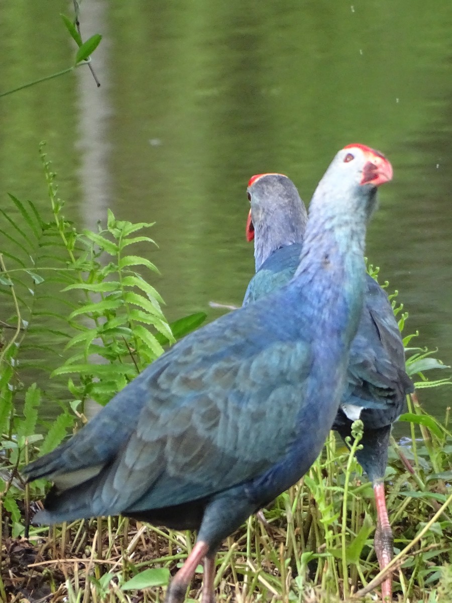 gråhodesultanhøne - ML644631639