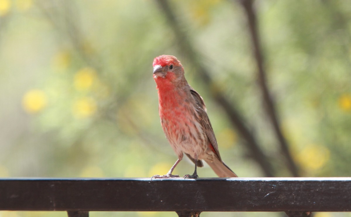 husrosenfink - ML644631642