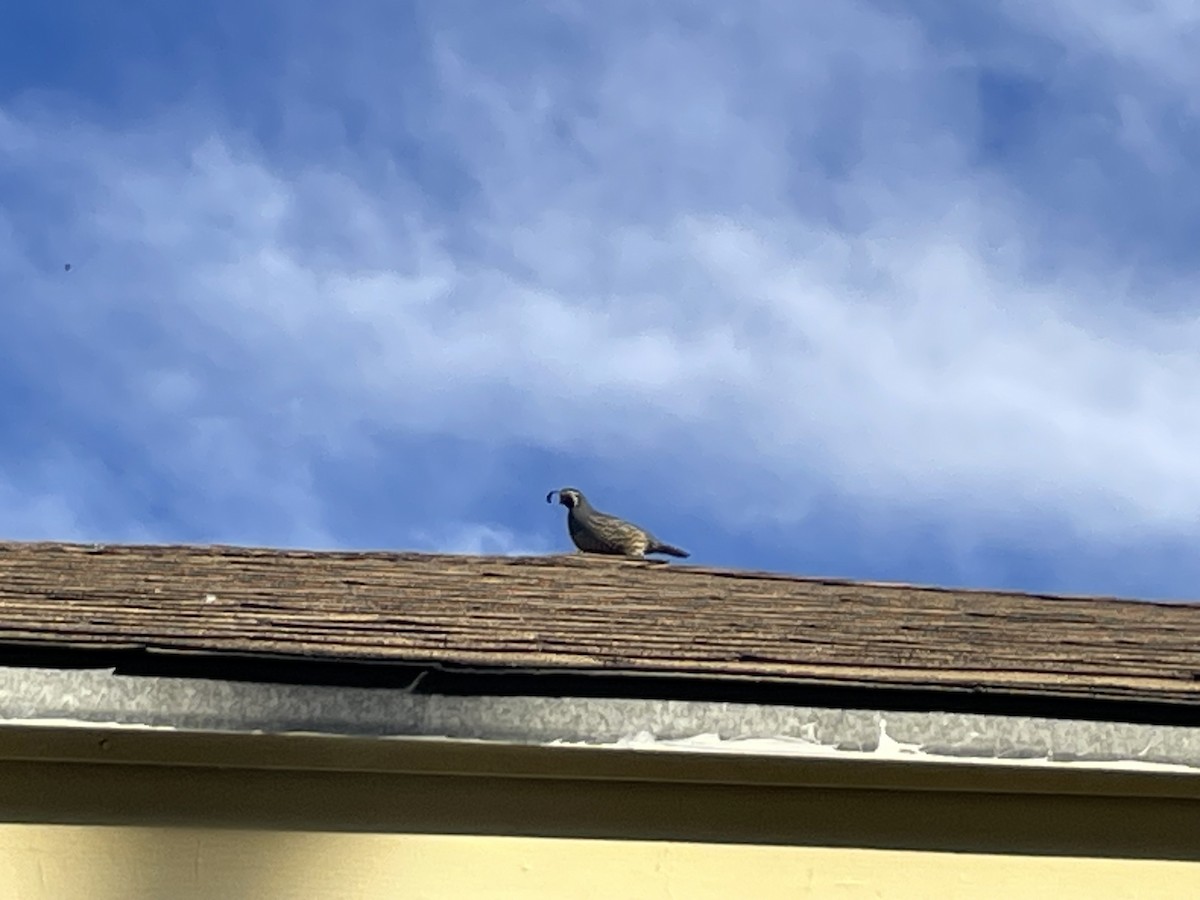 kaliforniavaktel - ML644631643