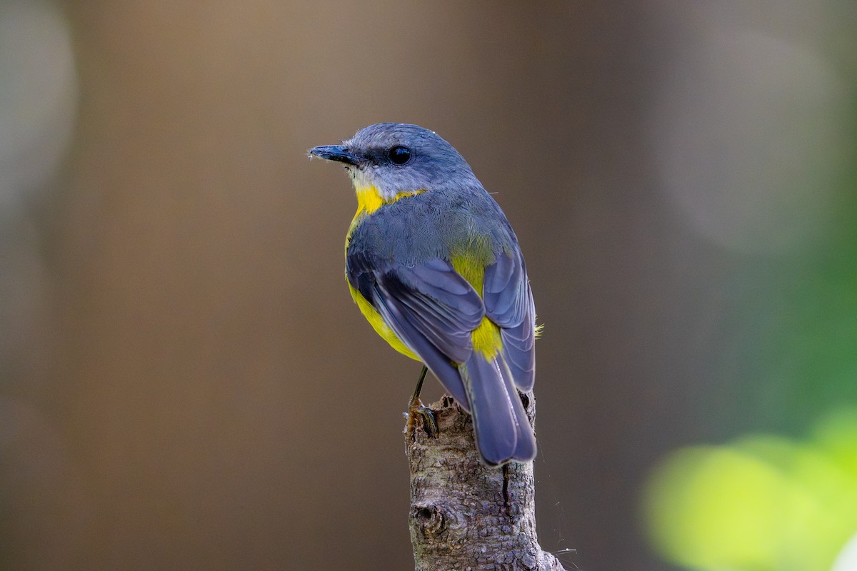 Eastern Yellow Robin - ML644631644