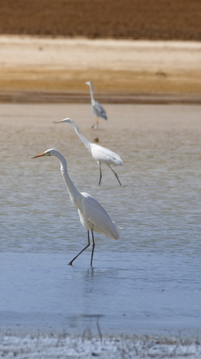 egretthegre - ML644631645