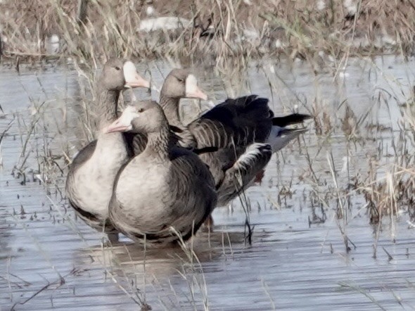 Greater White-fronted Goose - ML644631646