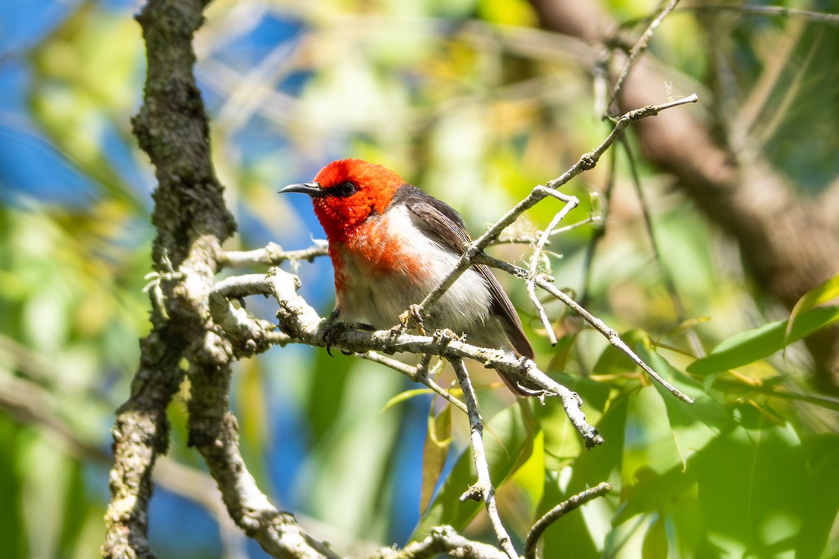 Scarlet Myzomela - ML644631648