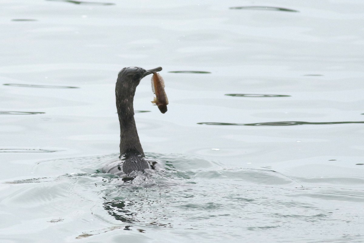 beringskarv - ML644631649