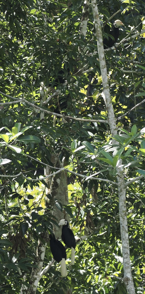 Птах-носоріг палаванський - ML644631651