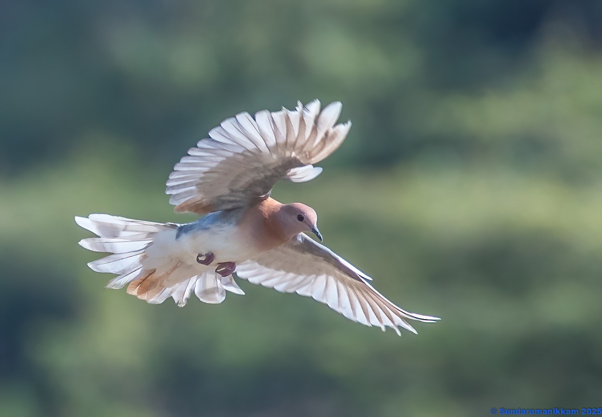 Palmtaube - ML644631653