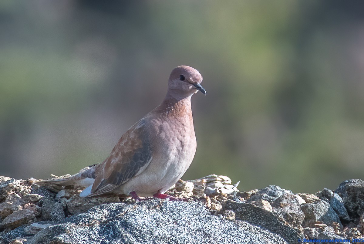 Palmtaube - ML644631654