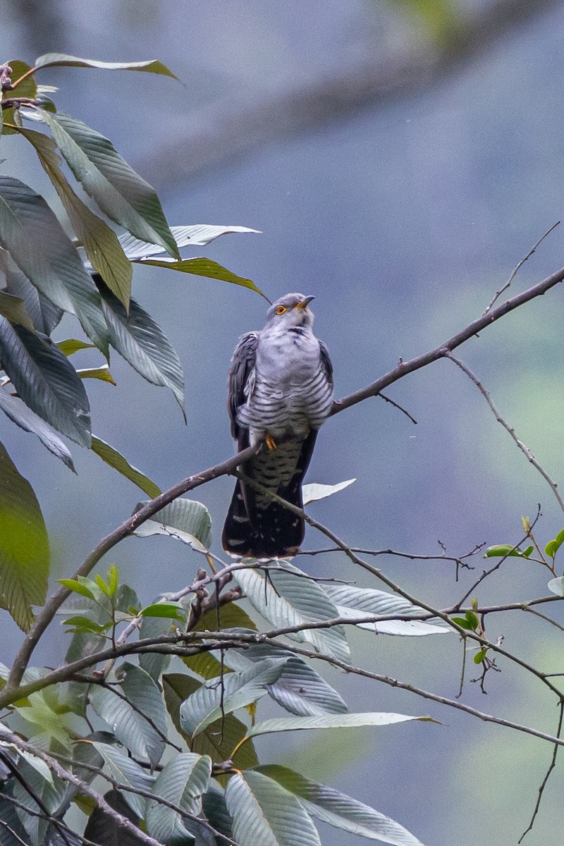 Kuckuck - ML644631655