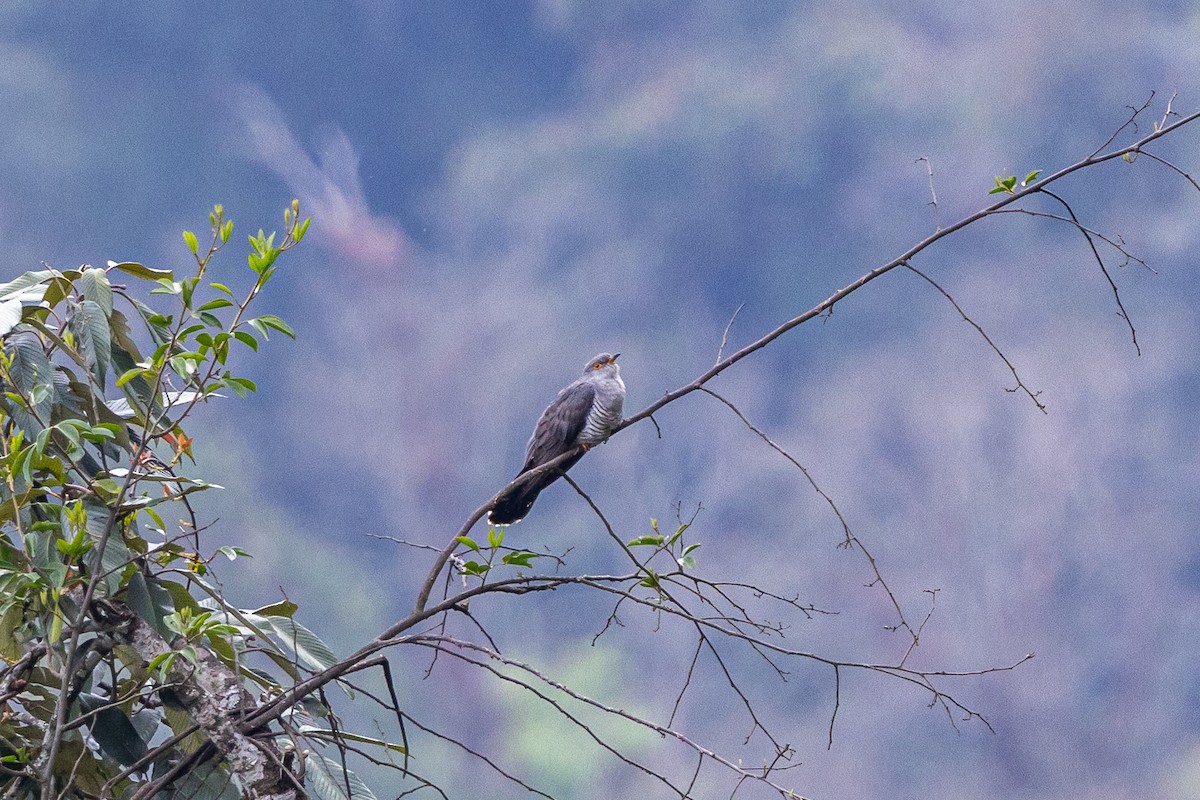 Kuckuck - ML644631656