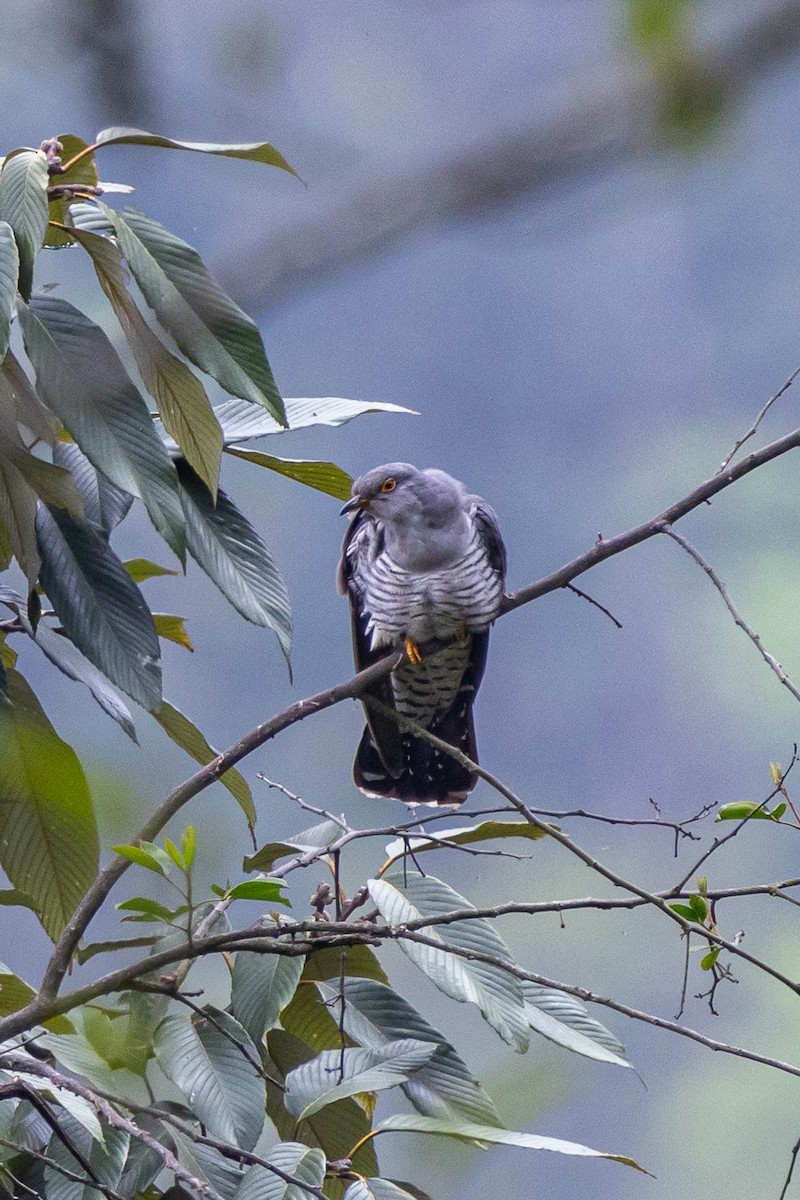 Kuckuck - ML644631657