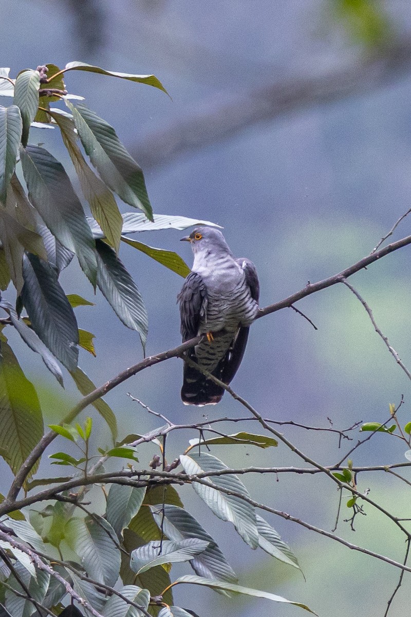 Kuckuck - ML644631658