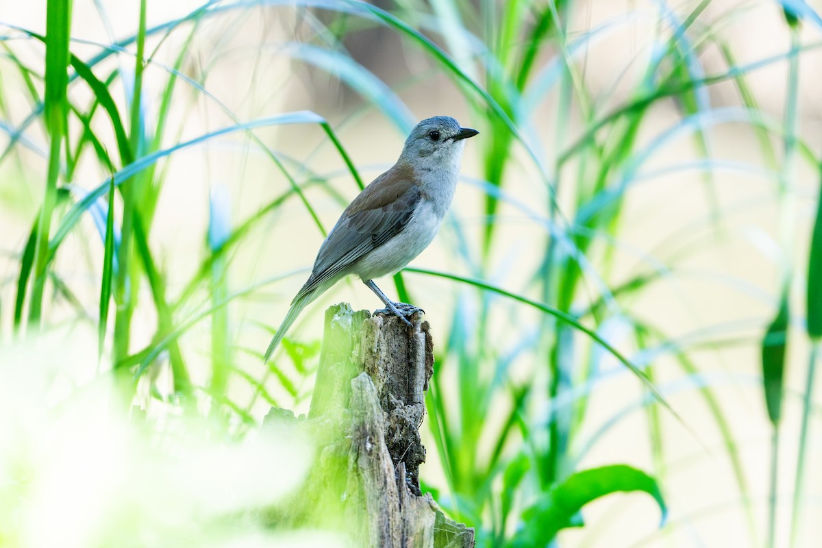 Gray Shrikethrush - ML644631659