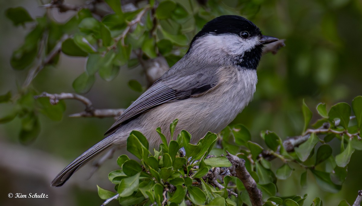 Carolina Chickadee - ML644631660
