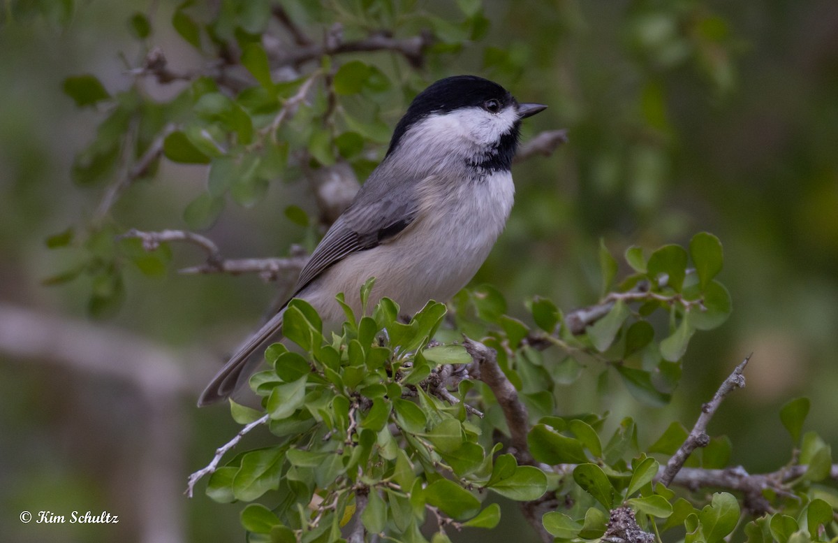 Carolina Chickadee - ML644631661