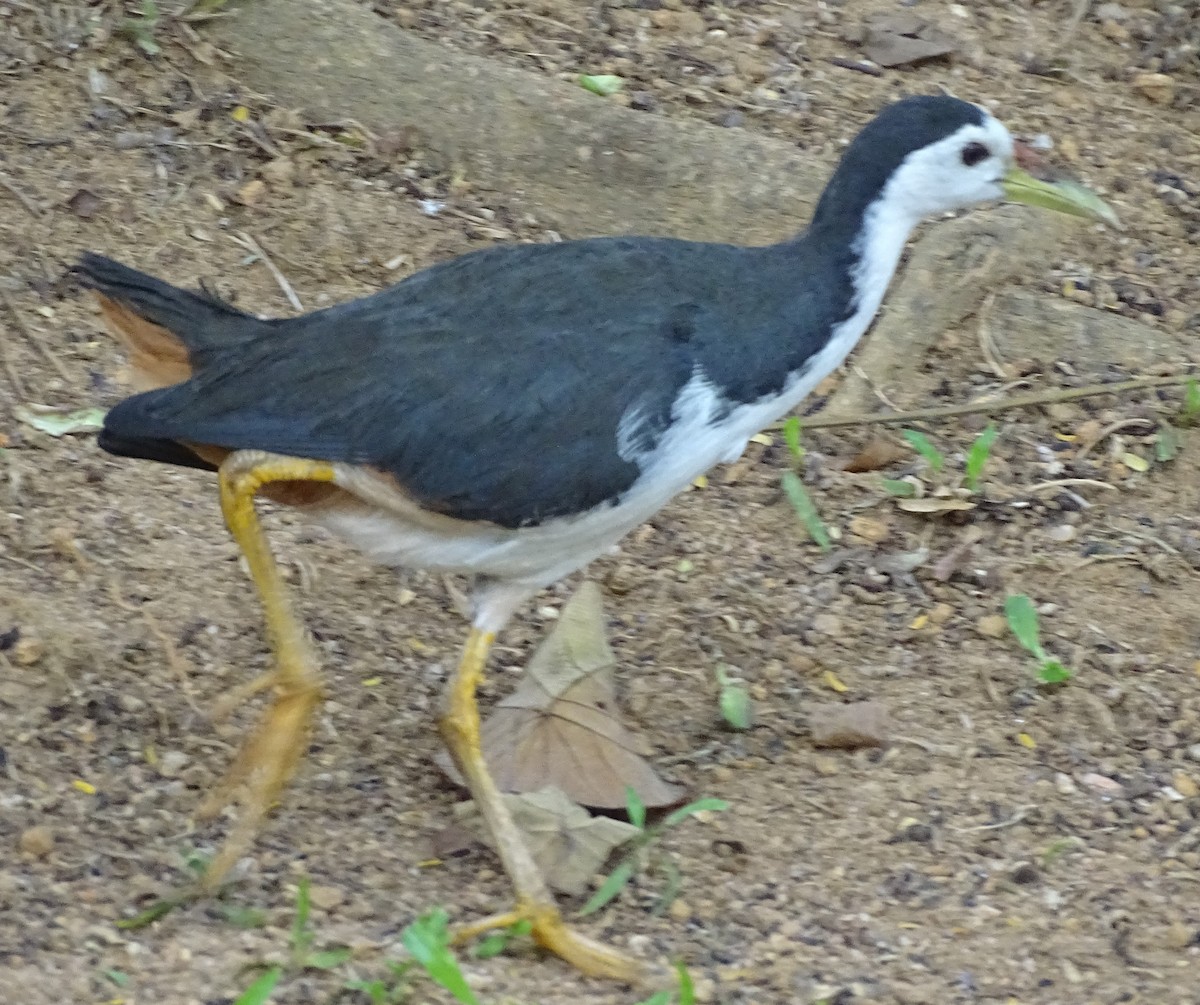 White-breasted Waterhen - ML644631663