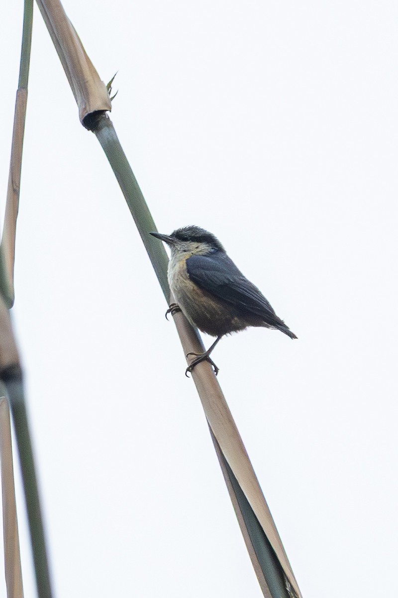 Weißschwanzkleiber - ML644631664